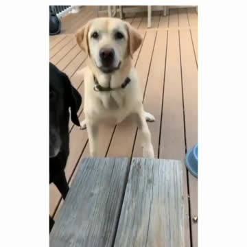 Dogs are super excited to bring owner a small stick