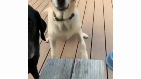Dogs are super excited to bring owner a small stick