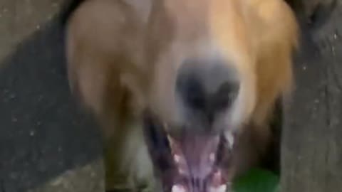 hero dog save friend