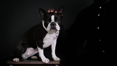 King 👑 dog look 👀 videos