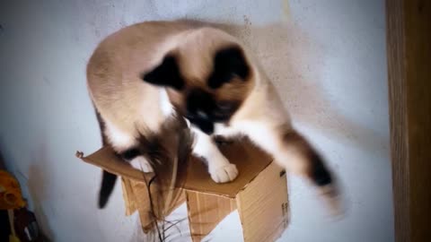Brincadeira de gato