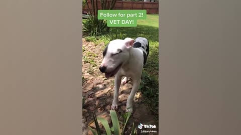 TOO CUTE! Tiktok Pets That Will Make You Smile | Funny Pet videos