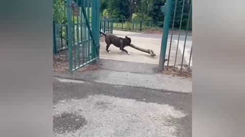 Try not to laugh hahaha #viral #laughs
