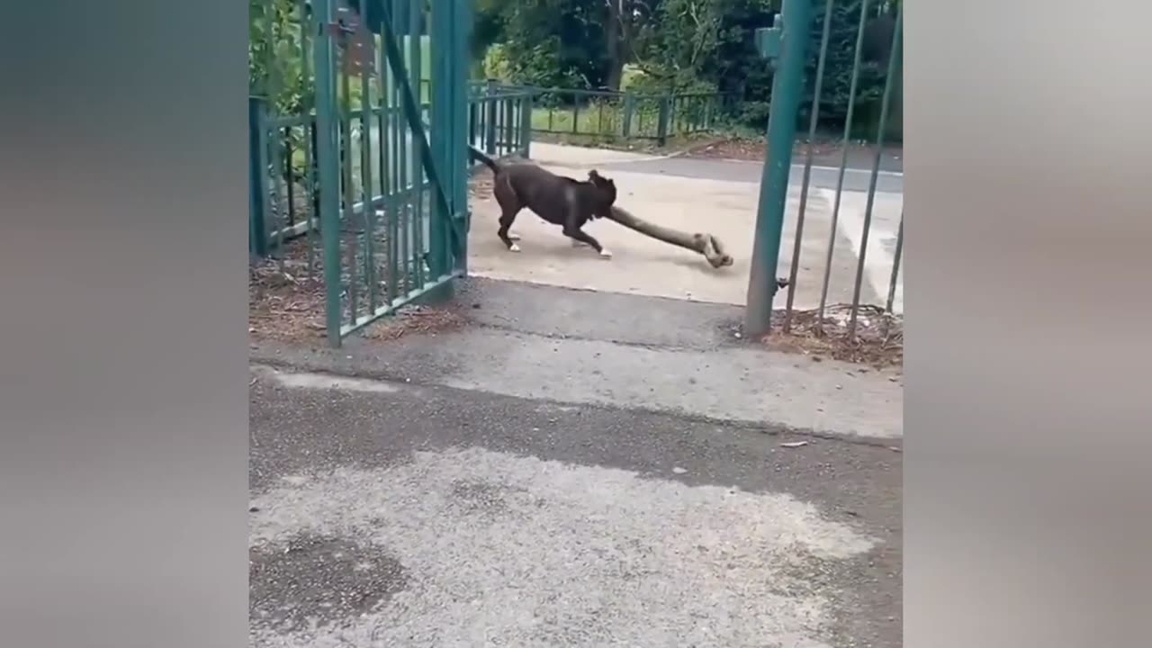 Try not to laugh hahaha #viral #laughs