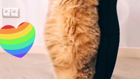 cat dancing belly