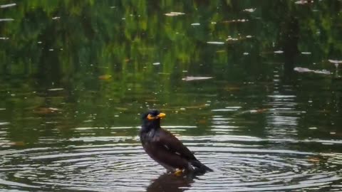 Enjoy bird bath