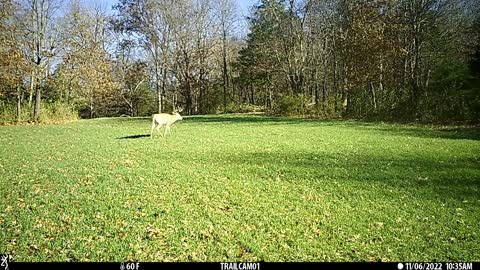 8 pt buck. Fall food plot video number 7