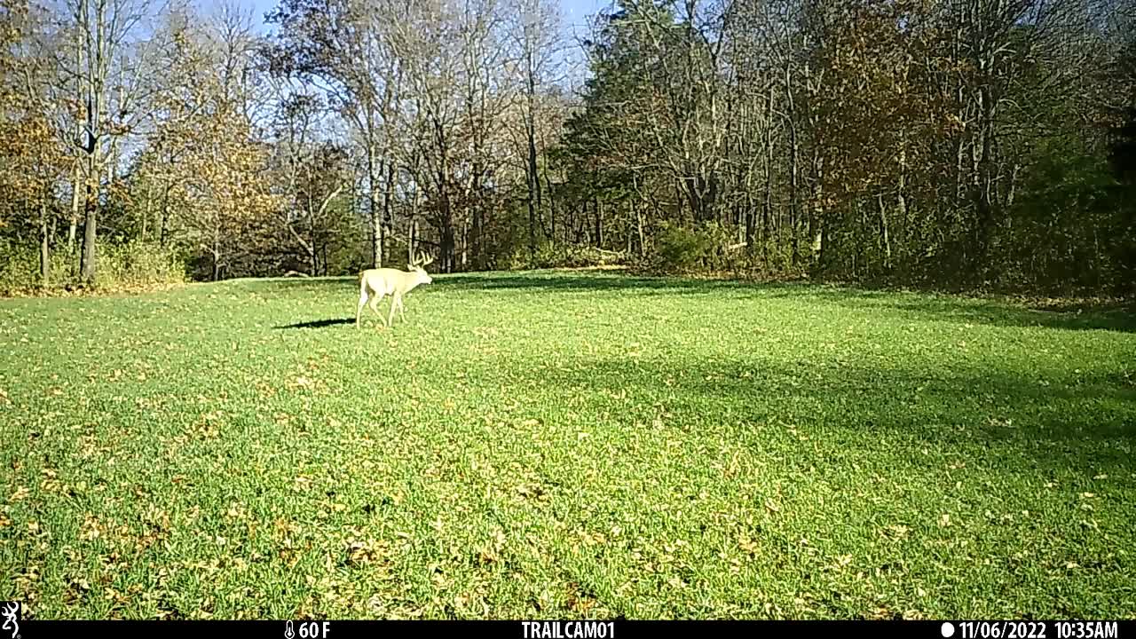 8 pt buck. Fall food plot video number 7