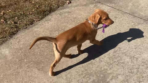 Puppy Takes Herself For A Walk
