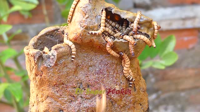 Satisfying Dandruff Removal With Million Worms Inside Big Nest #389
