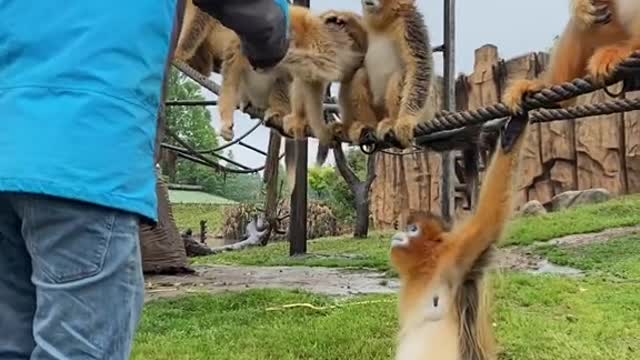 monkeys