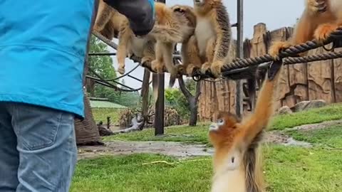 monkeys