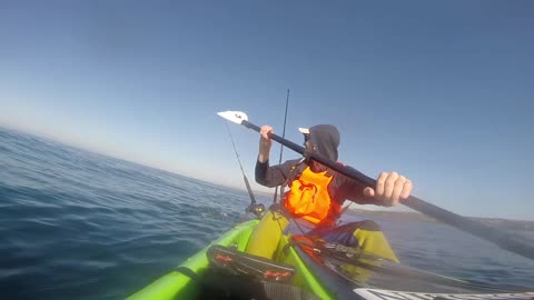 Guy Kayak Fishing Films Shark Jump Flipping Out of Water