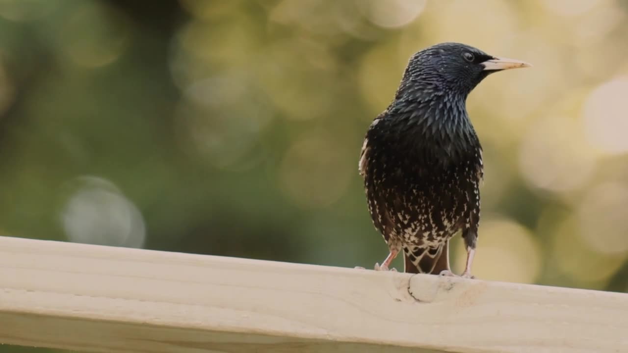 Birds 4K videos