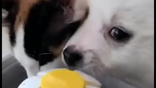 Funny dogs and cats