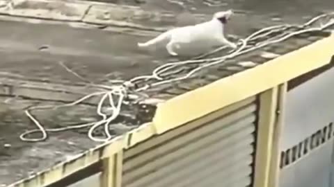 When God sends you a funny cat 🤣 Funniest cat ever 😹