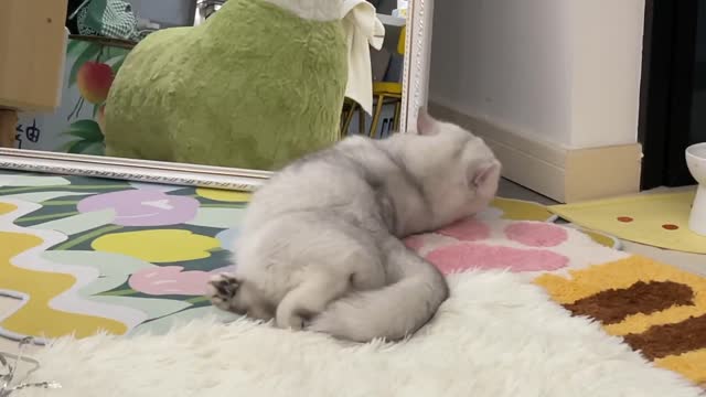 Cats should be sent to school