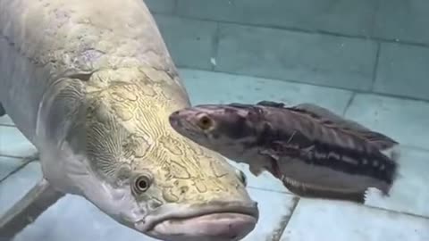 Fish eating another Fish