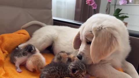 Golden Retriever Puppy Confused by Baby Kittens