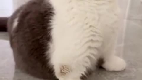 Beautiful cat 🐈 trending video
