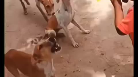 Sapera is big brother kupera // #funnydogs video #dogssong
