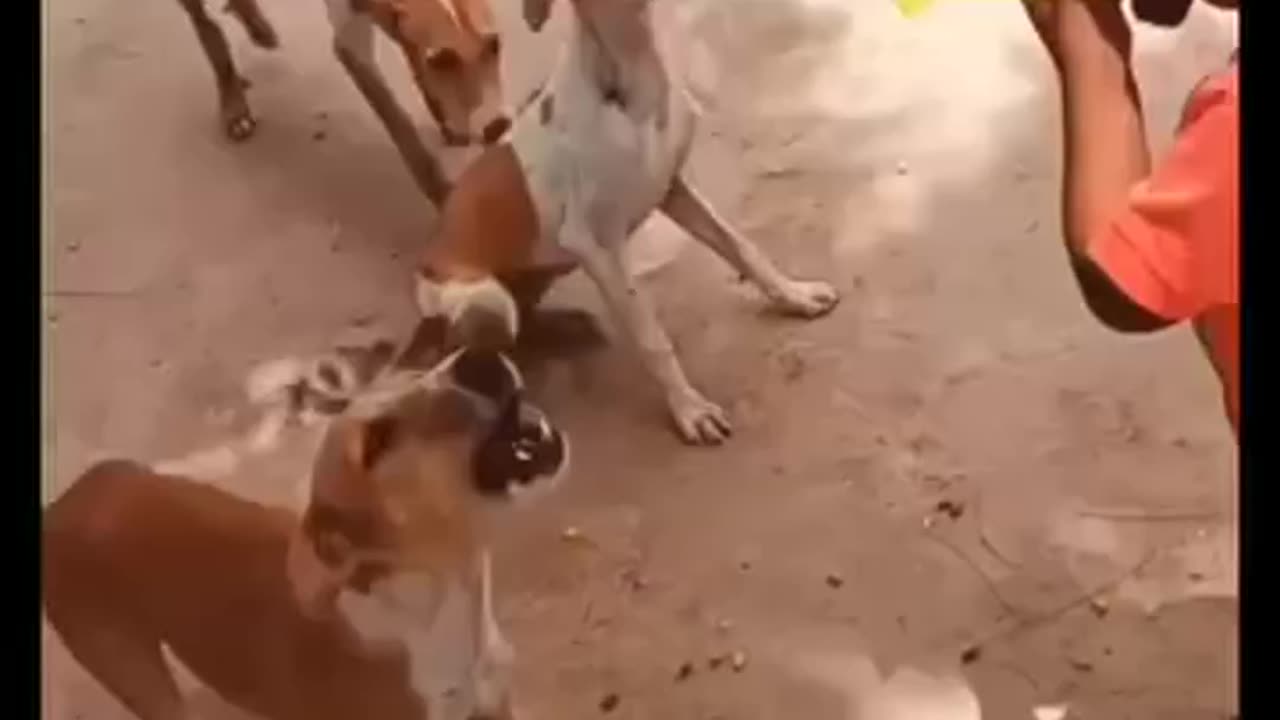 Sapera is big brother kupera // #funnydogs video #dogssong