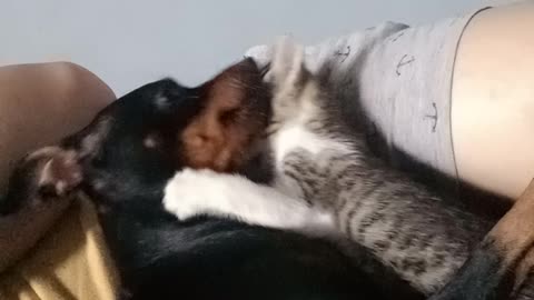 Dog loves cats 🐈