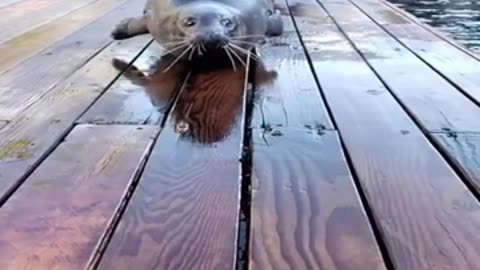 Early morning seal fish exercising #shorts #viral #shortsvideo #video