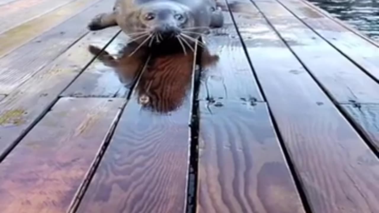 Early morning seal fish exercising #shorts #viral #shortsvideo #video