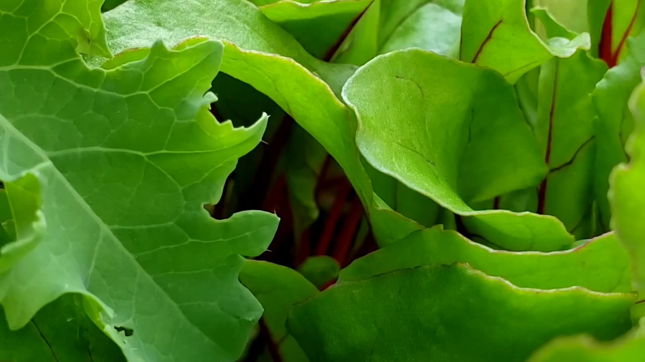 Grow your own salad green organically