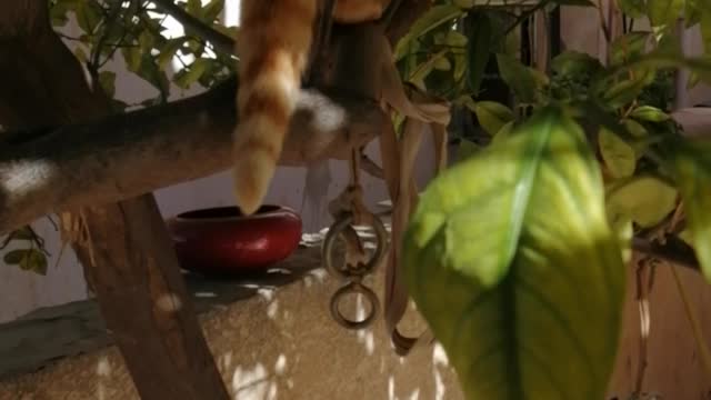 My lovely cat is climbing the tree