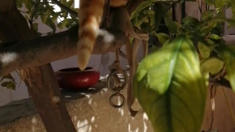 My lovely cat is climbing the tree