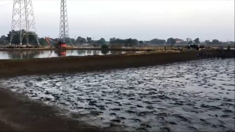Amazing Shrimp Farm in Japan - Prawns Harvesting and Packaging - Japan Aquaculture Technology