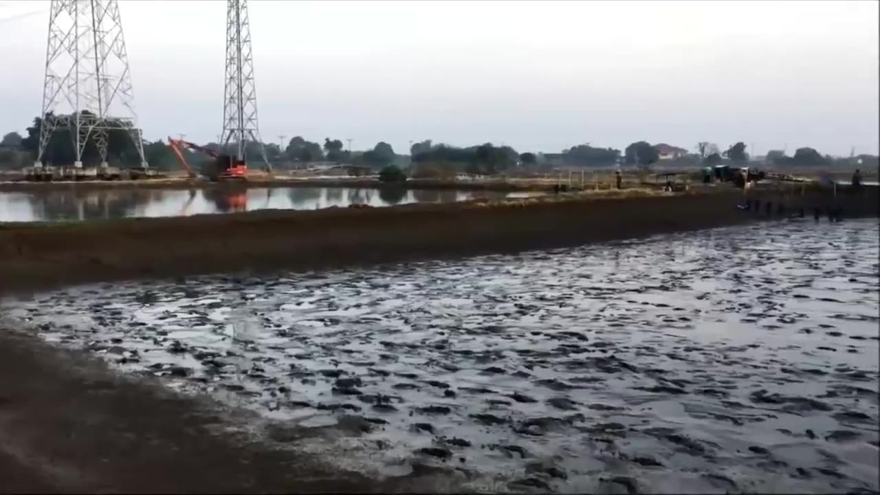 Amazing Shrimp Farm in Japan - Prawns Harvesting and Packaging - Japan Aquaculture Technology