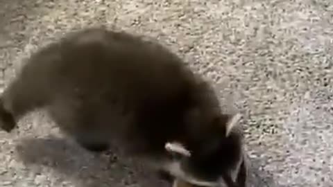 Нахальные коты