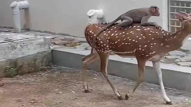 Peaceful coexistence always is better #shorts #shortsvideo #viral #video
