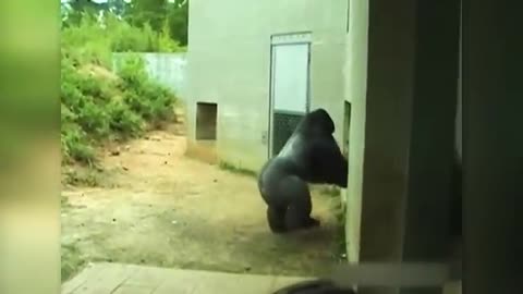 Moments of the animal