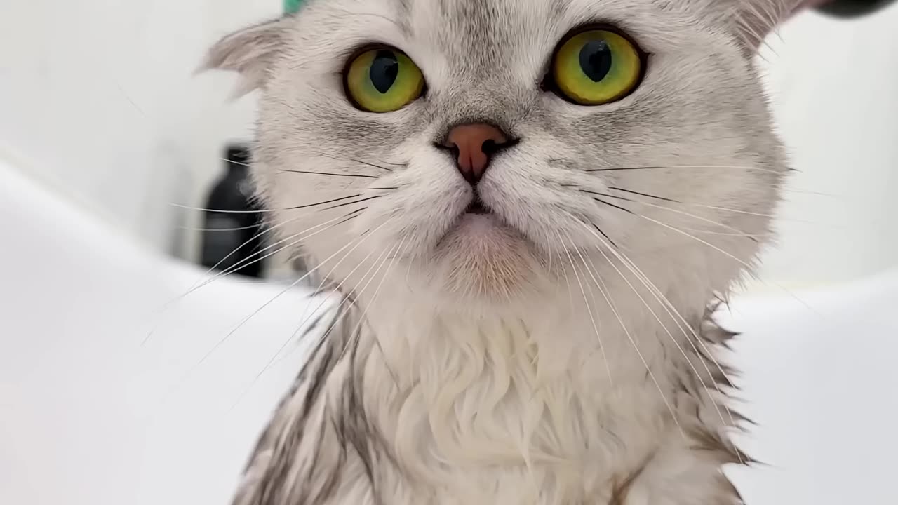 Spa_day_kissa..#cat