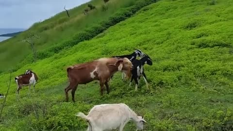 Natural goad eating grass