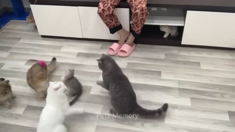 FUNNY CATS AND DOGS VIDEOS OF 2023.