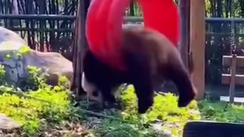 How Are Pandas Not Extinct?!