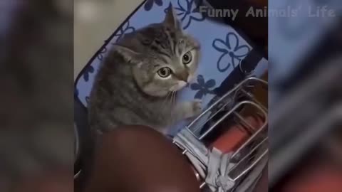 Active pet