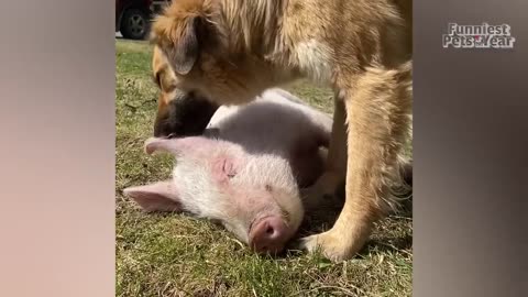 The FUNNIEST Pet Videos of 2023! 🤣 | BEST Compilation (video lucu)