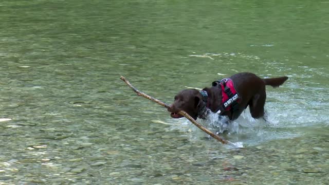 Labrador Dog Water Retriever Nature