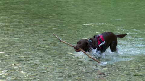 Labrador Dog Water Retriever Nature