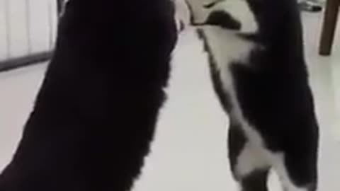 (WOW_) CAT REALIZES HIMSELF IN MIRROR