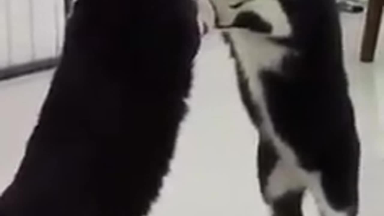 (WOW_) CAT REALIZES HIMSELF IN MIRROR