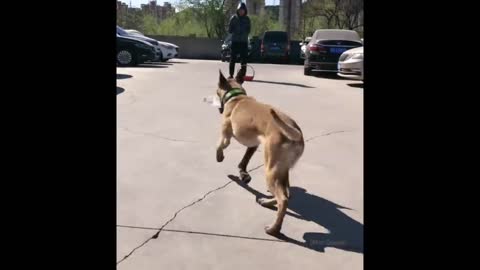 Funniest Animals Videos of 2021