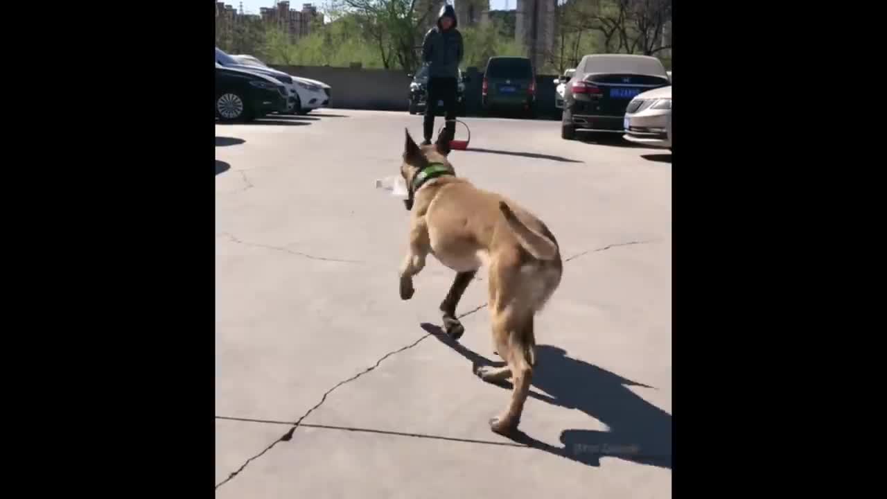 Funniest Animals Videos of 2021