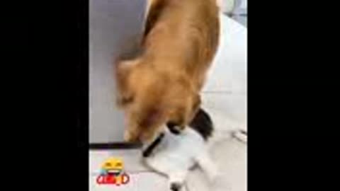 Funny enimals video